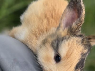 Japanese Harlequin Baby Bunny Rabbits