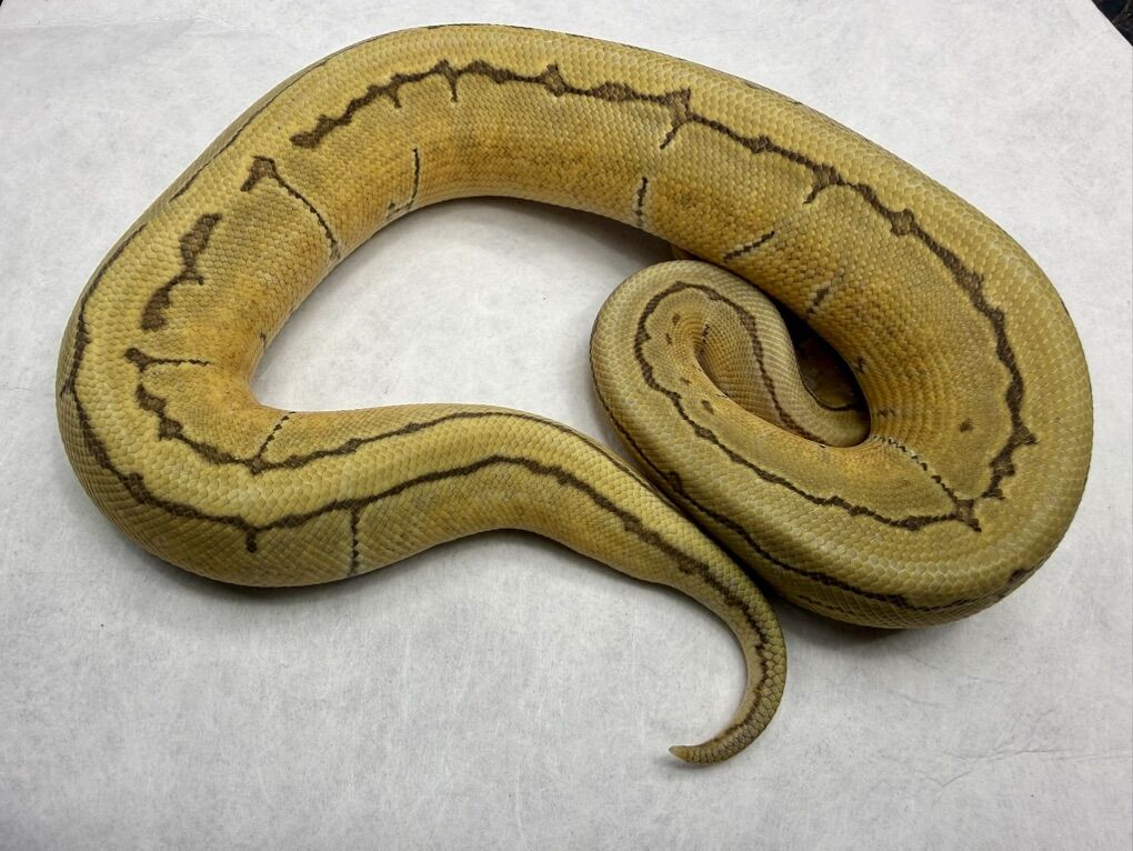 Enchi Pinstripe Hypo Het VPI (True Ghost)