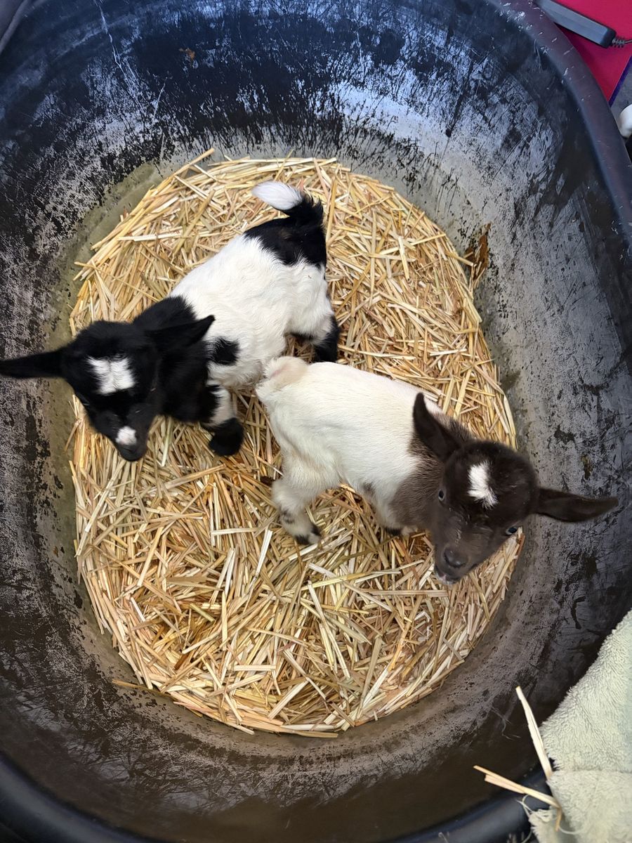 Week Old Nigerian Dwarf Twin Goats