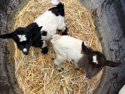 Week Old Nigerian Dwarf Twin Goats