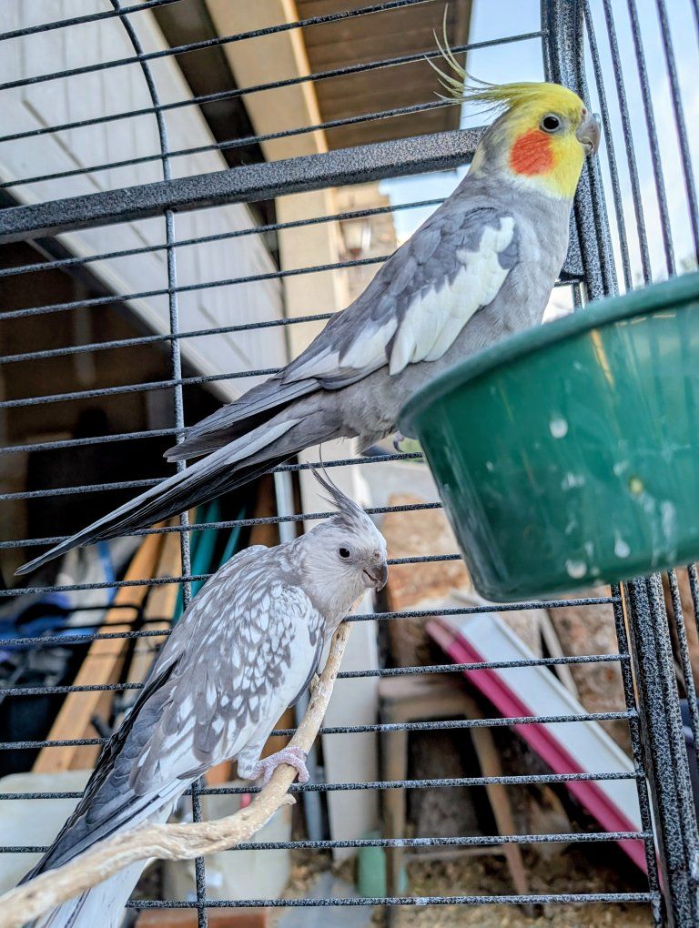 male and female cockatiel pair