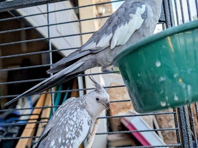 male and female cockatiel pair