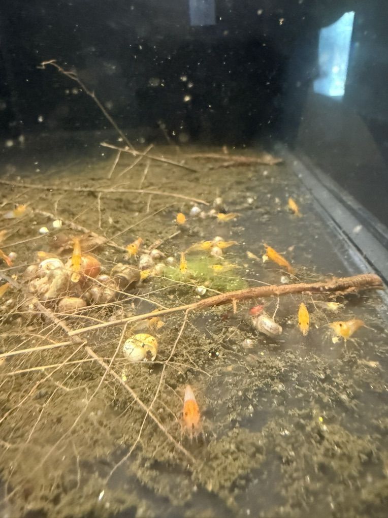 neo Shrimp Orange, Yellow, Red, Blue