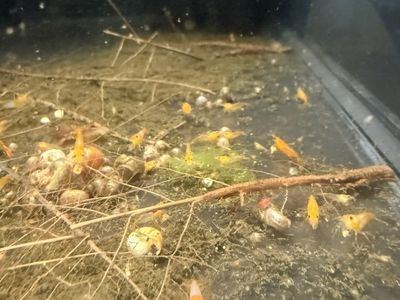 neo Shrimp Orange, Yellow, Red, Blue