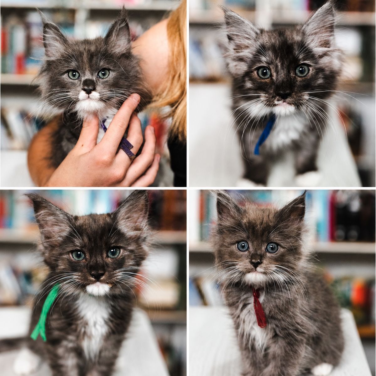 Ragdoll Maine Coon mix kittens