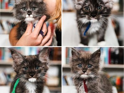 Ragdoll Maine Coon mix kittens