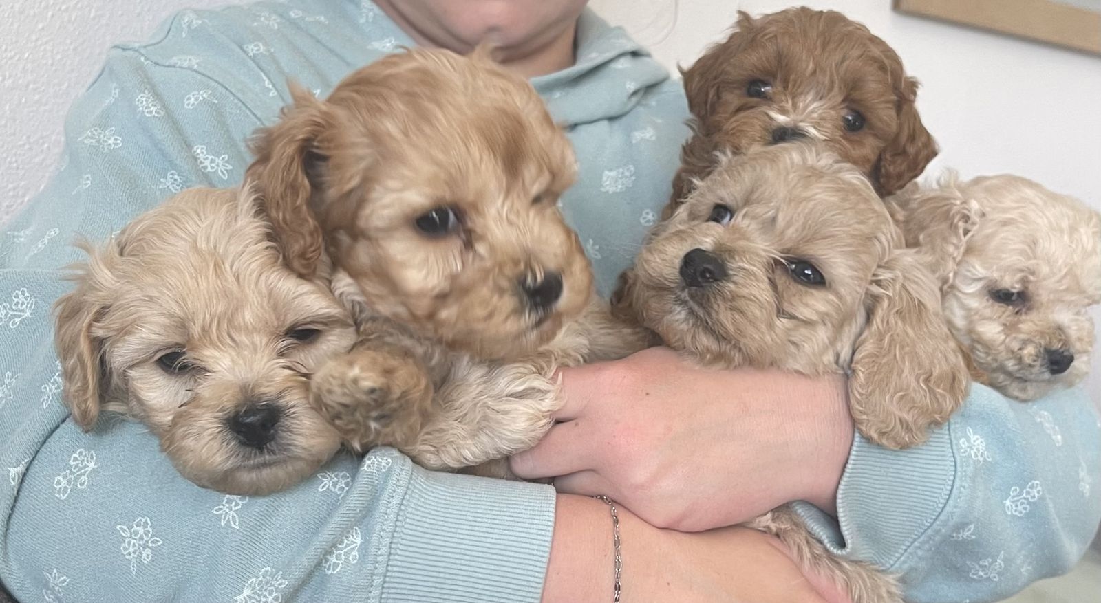 Cockapoo Puppies