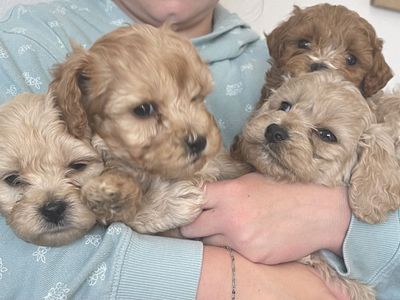 Cockapoo Puppies