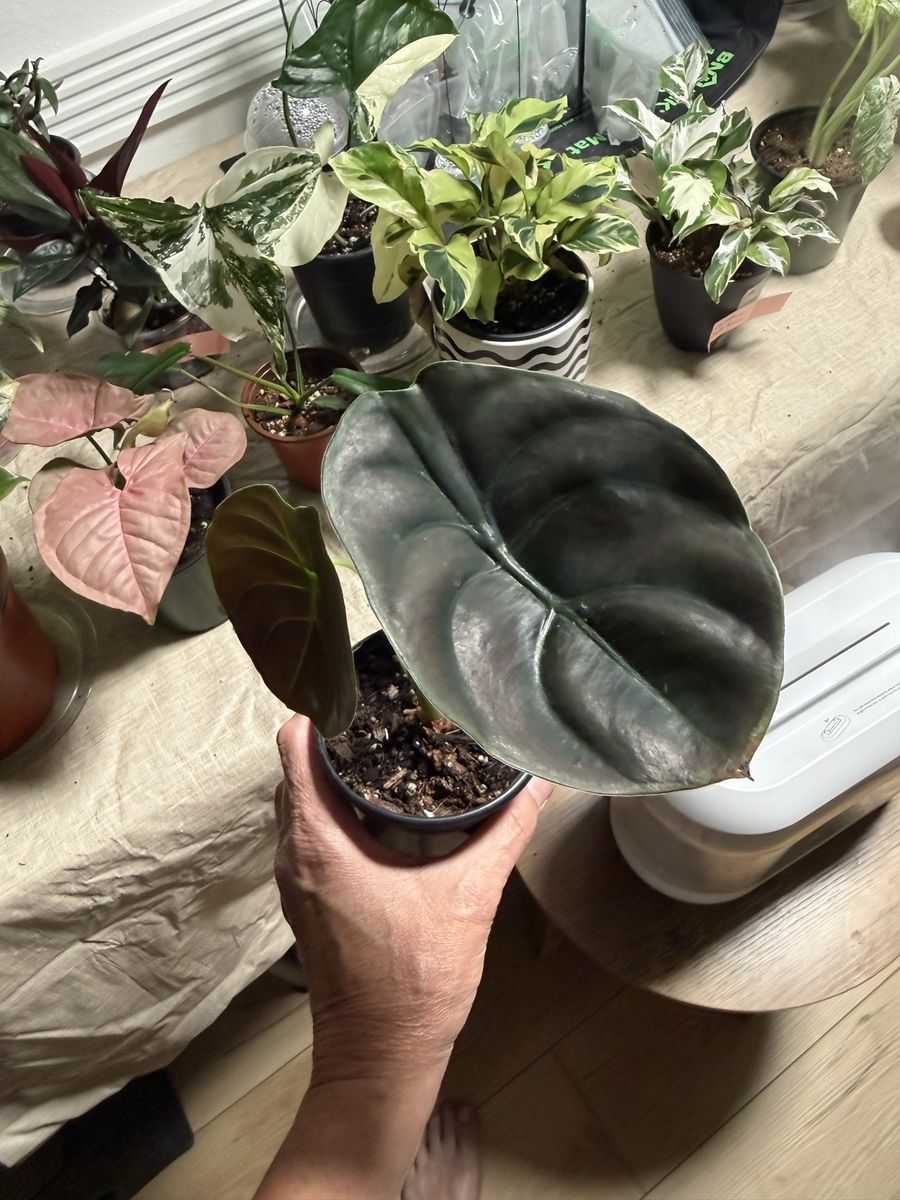 Alocasia Cuprea “Red Secret”