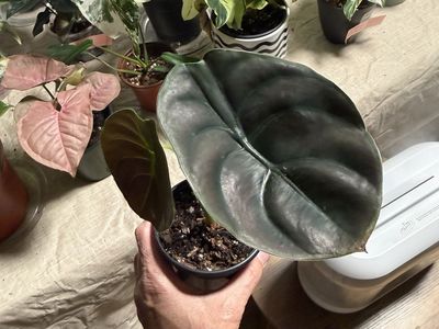 Alocasia Cuprea “Red Secret”