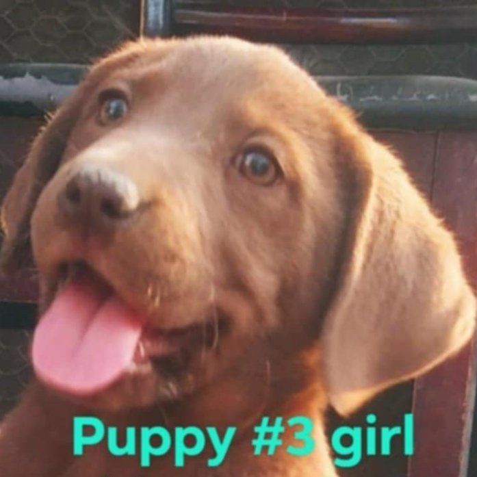 Borador/Lab Puppies, $125 each
 - Chocolate & Black Females