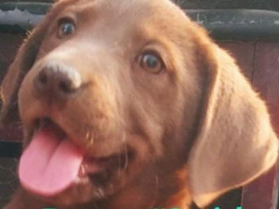 Borador/Lab Puppies, $125 each
- Chocolate & Black Females