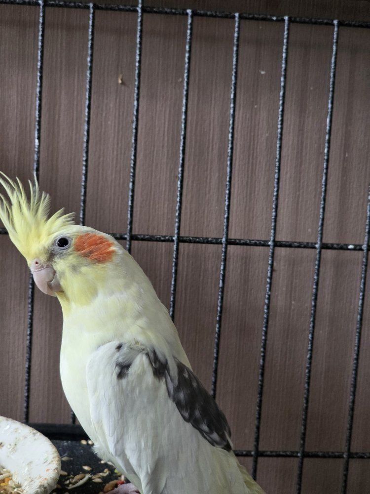 Cockatiel