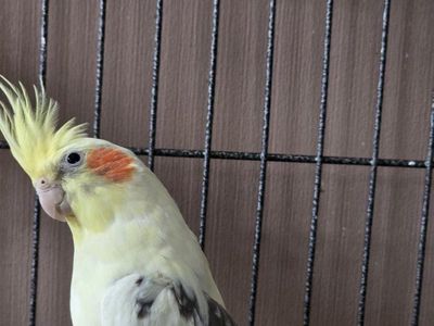 Cockatiel