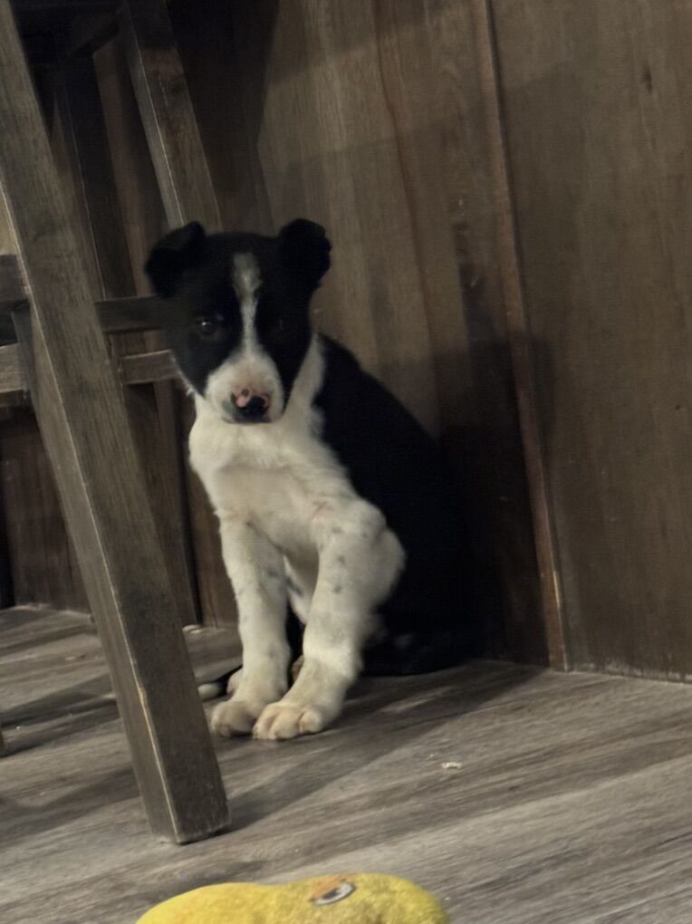 Adorable Male Border Collie Puppy