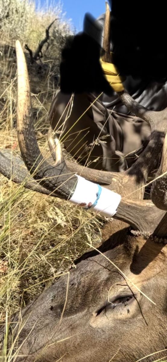 $500 Reward Stolen Antlers Elk