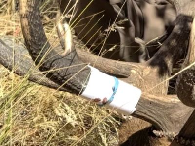 $500 Reward Stolen Antlers Elk