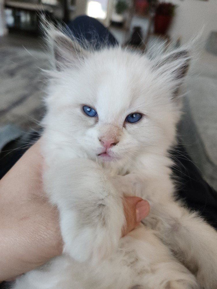 Mixed ragdoll and sphynx