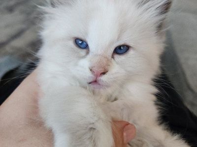 Mixed ragdoll and sphynx