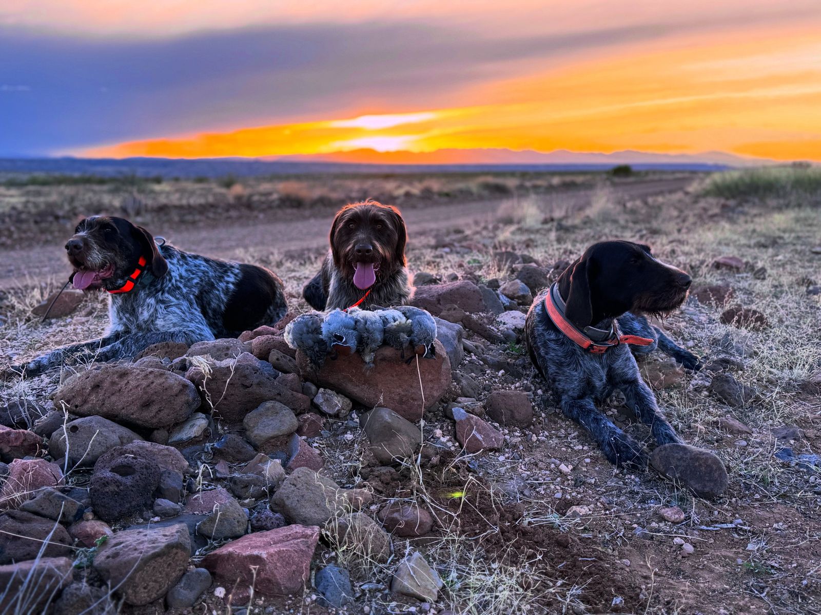 AKC & NAVHDA Registered German Wirehaired Pointer Puppies – Proven Hunting Parents – *2 Females Left