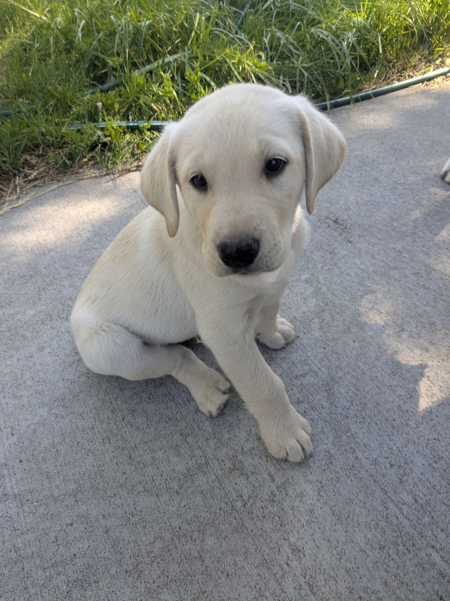 Purebred Labrador puppies