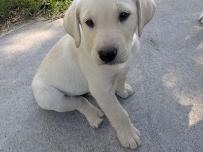 Purebred Labrador puppies