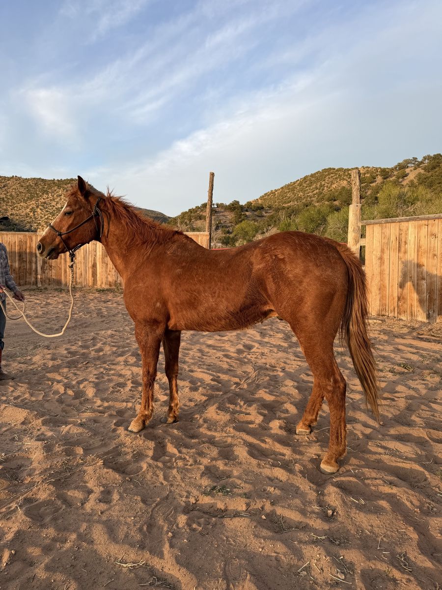 20 year old quarter horse gelding