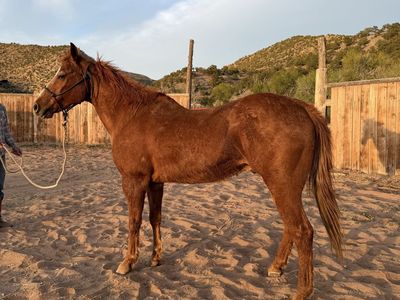 20 year old quarter horse gelding