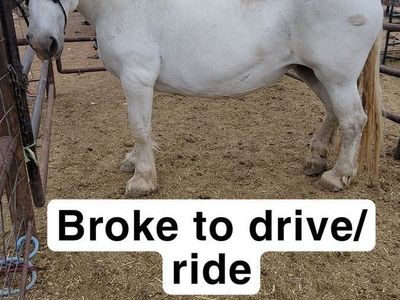 Draft mare