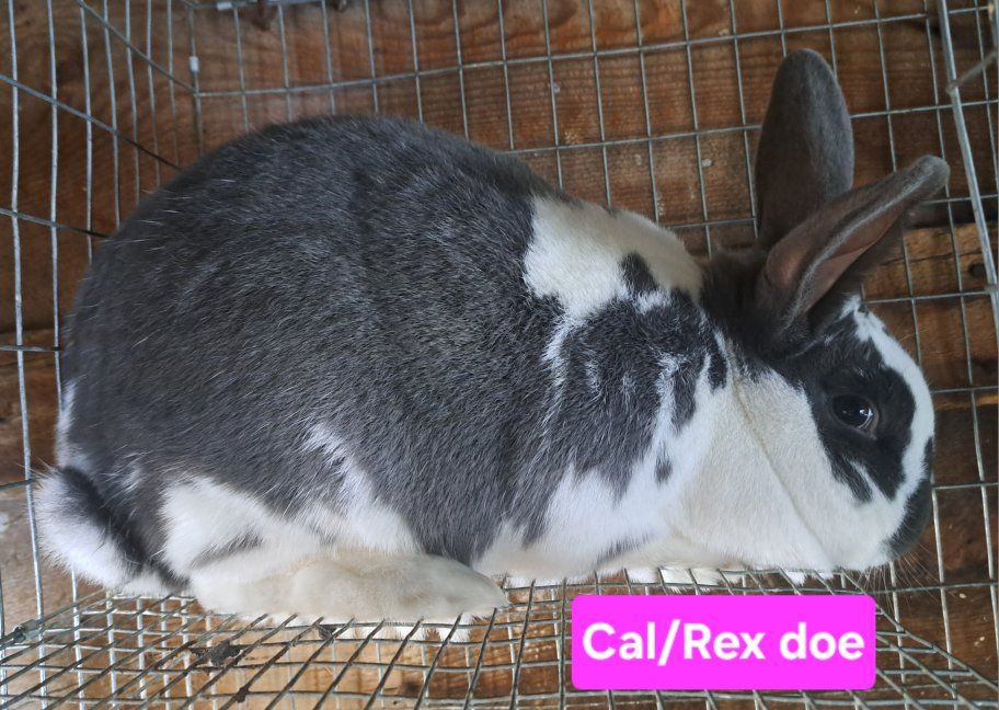 Meat Rabbit Breeding Trio