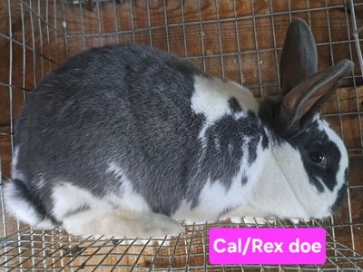 Meat Rabbit Breeding Trio