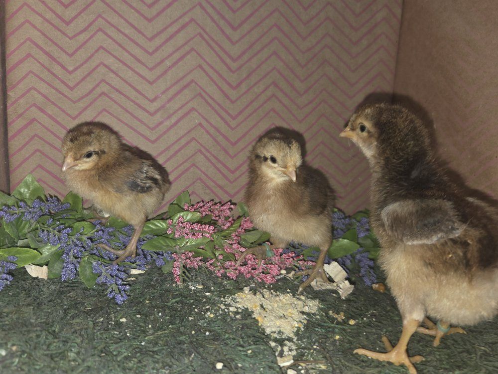 Creasted Cream Legbar Chicks