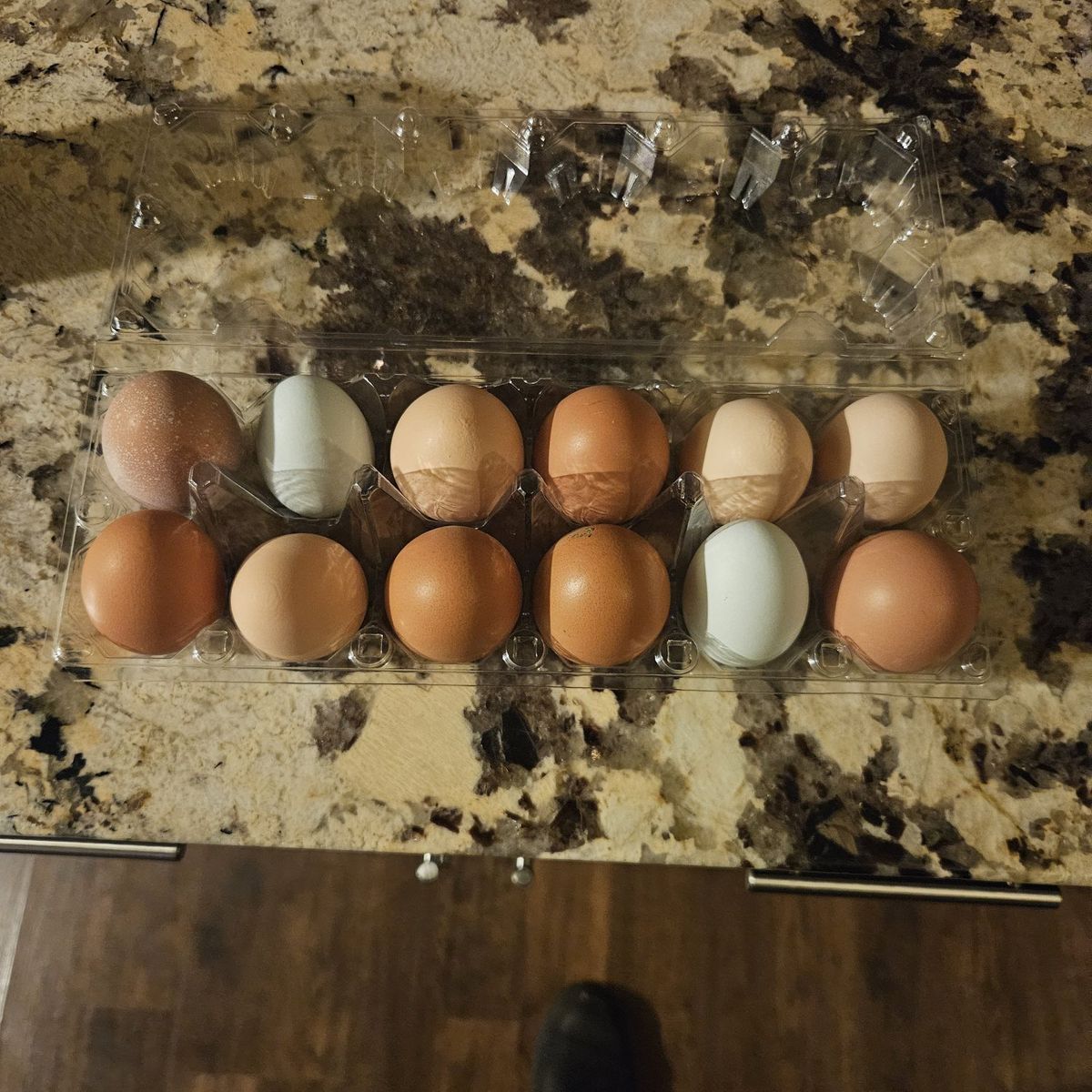 Fresh eggs (fertilized if you want to hatch)