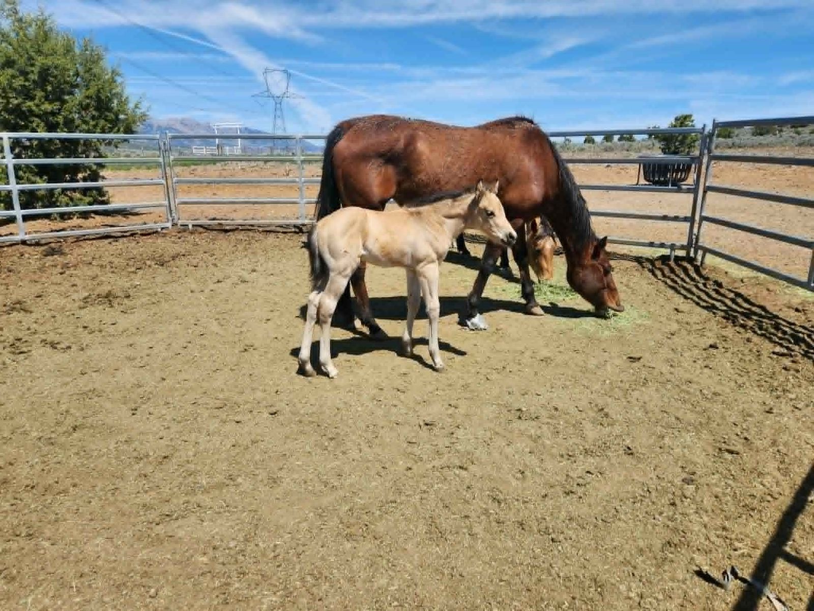 2026 Buckskin Horse Colt
