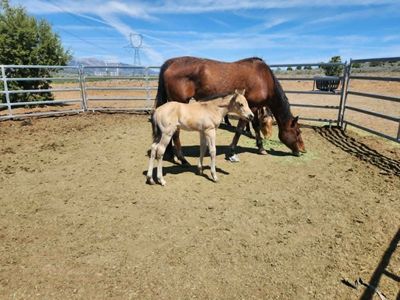 2026 Buckskin Horse Colt