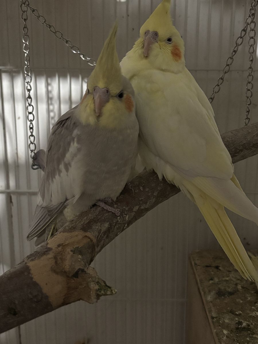 Young Cockatiels