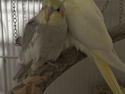 Young Cockatiels