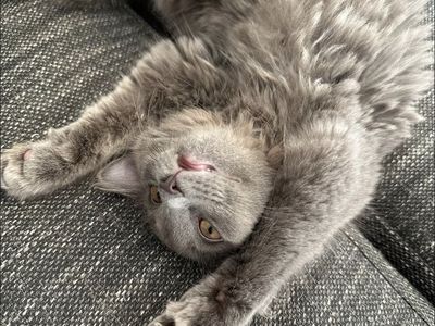 Russian Bluixe Mix Male Kitten!!