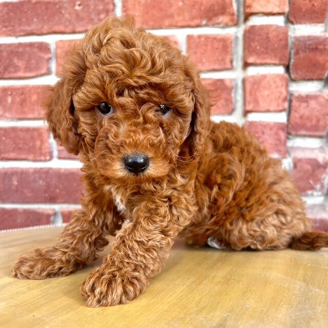 Adorable  Micro f1bb Goldendoodle Puppy
