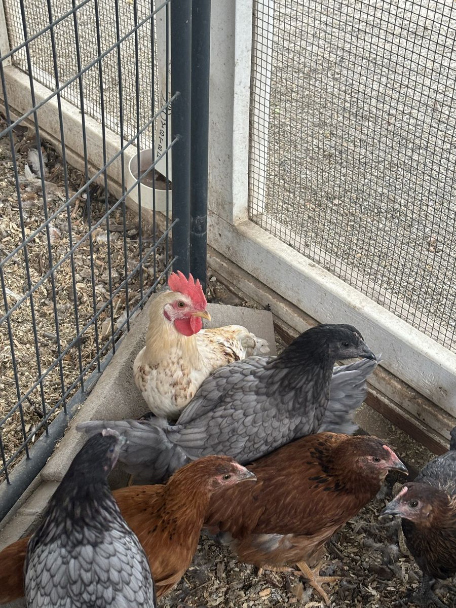 Rooster- Free