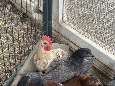 Rooster- Free