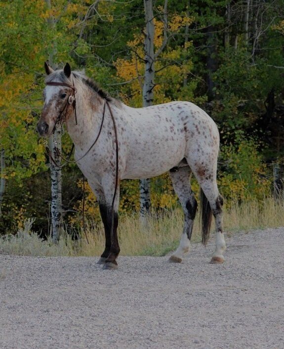2019 Appaloosa stallion( Nez Perce @ Stud)