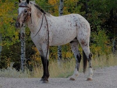 2019 Appaloosa stallion( Nez Perce @ Stud)