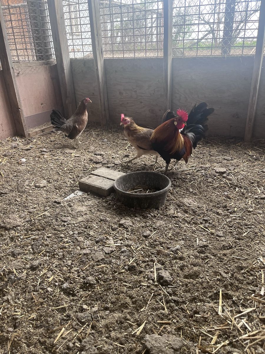 Gamefowl Roosters