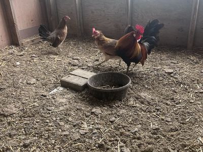 Gamefowl Roosters