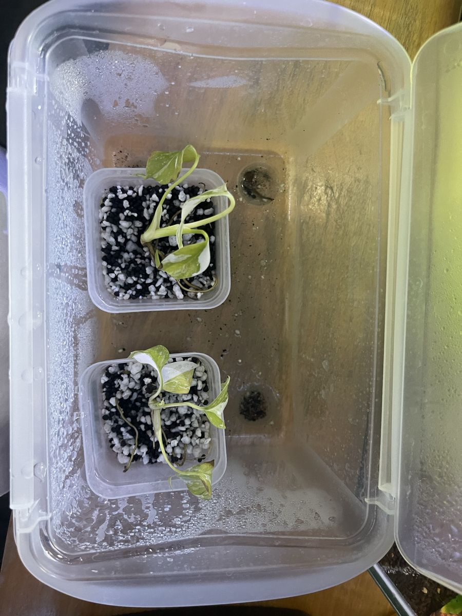 Two albo monstera tc