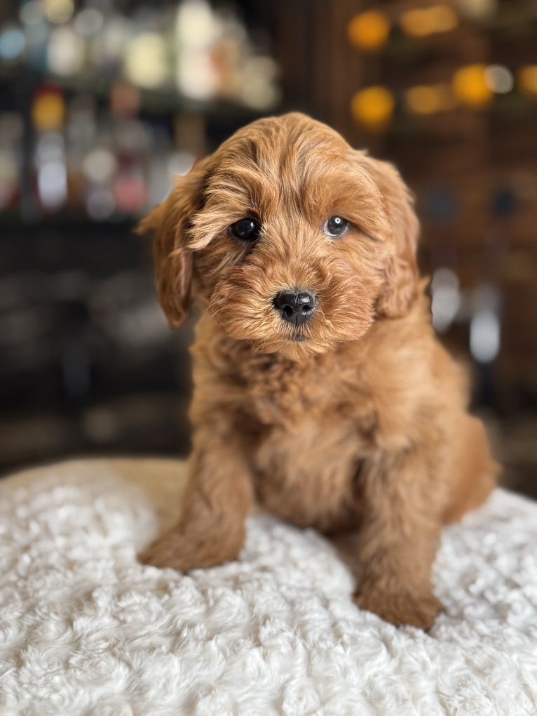 Darling Tiny  Goldendoodle Puppy  Trained