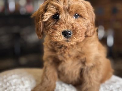Darling Tiny Goldendoodle Puppy Trained