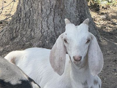 Nubian Male Kid