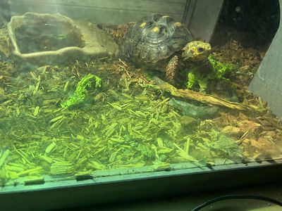 Female Red Footed Tortoise